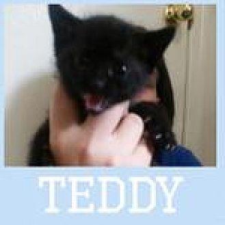 Teddy (20206149)