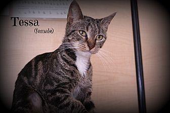 Tessa (19768418)