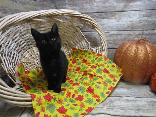 THACKERY BINX (A131472)