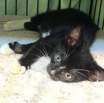 The Tuxedo K (20159074)