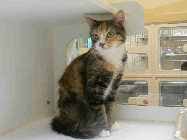 THEADORA (A009813)