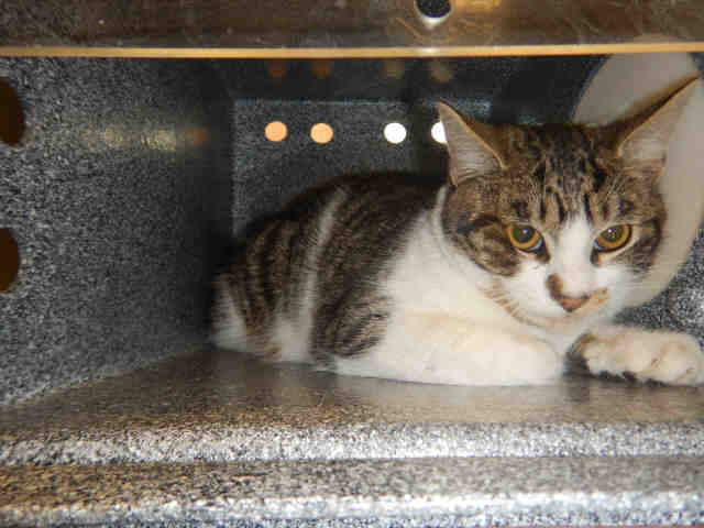 THEO (A1069887)