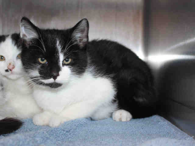 THOMAS (A119643)