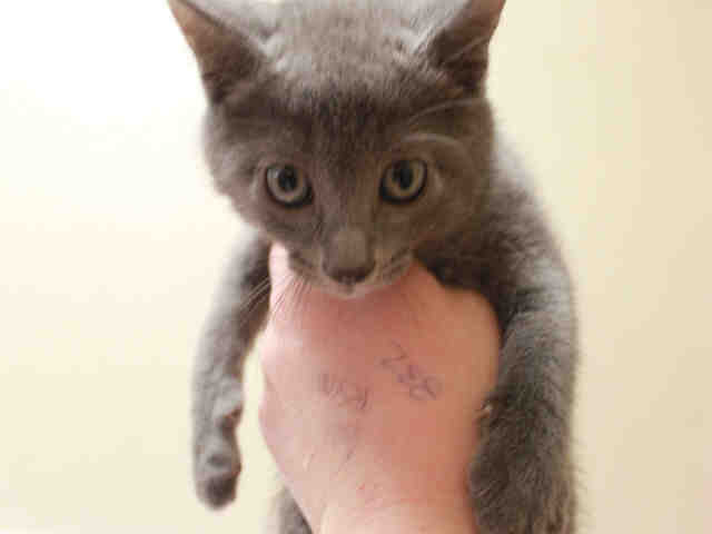 *THOMAS (A492500)