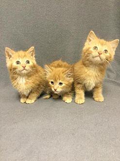 Three Orange (20371369)