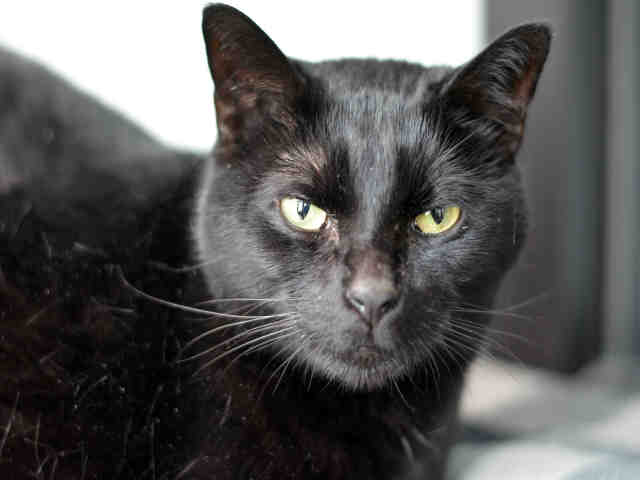TIANA (A1935179)