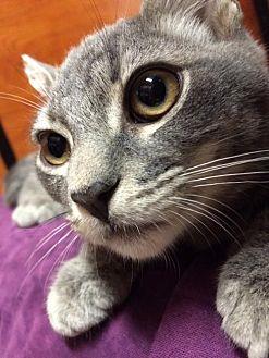 Tibbs/Tibby (17935419)