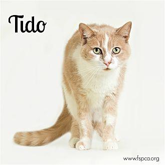 Tido (19991046)