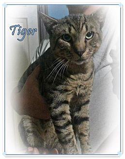 Tiger (13353704)