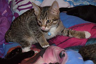 Tiger (20034234)