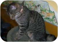 Tiger (6490097)