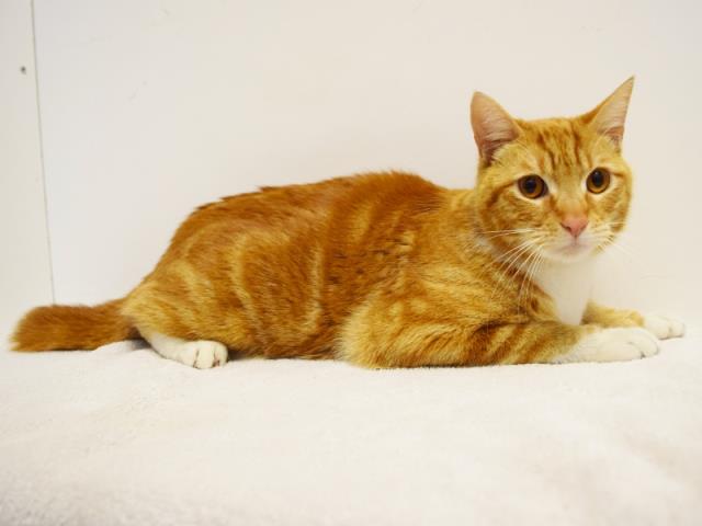 *TIGER (A688081)