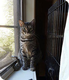 Tiger (aka S (9369162)
