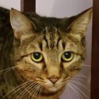 Tigger (20019130)