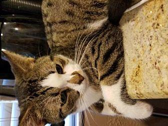 Tigger (20175718)