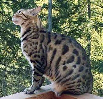 Tigger (20692790)