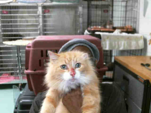 TIGGER (A132412)