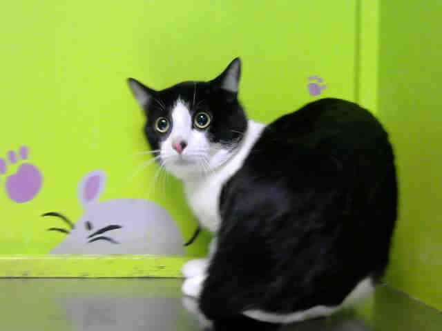 TIGGER (A1500136)