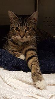 Tigre (20474253)