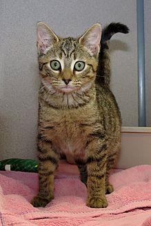 Tigress (20339684)