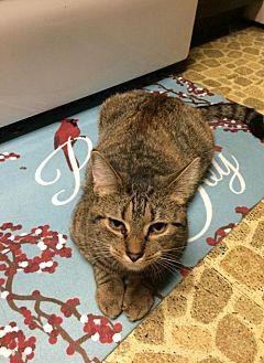 Tiki (19105988)