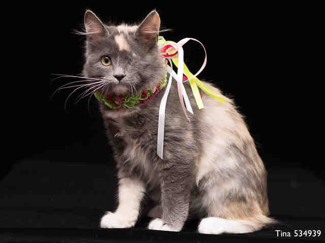 TINA (A534939)