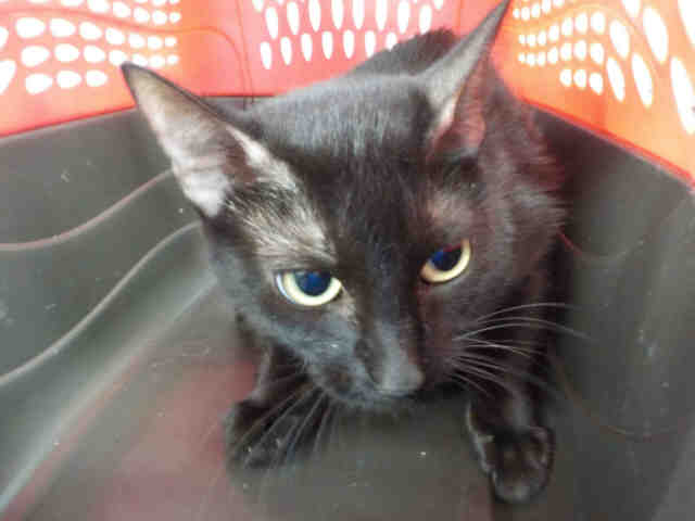 TINK (A1935588)
