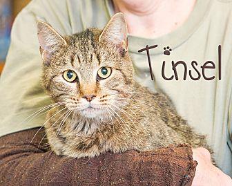 Tinsel (20347767)