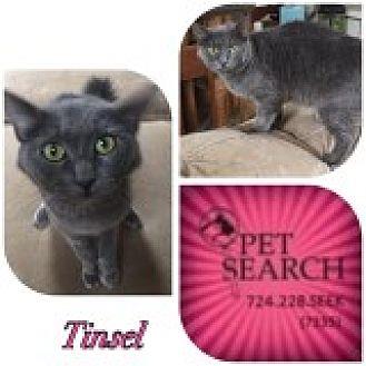 Tinsel (20620989)