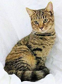 Tiny Lilly (20249754)