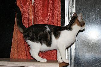 Tiramisu (19962515)