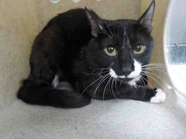 TJ (A1935585)