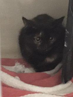 TNR-3 (20451067)