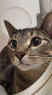 Toby 113212 (20267972)