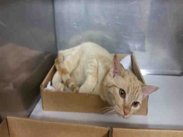 *TODD (A158262)
