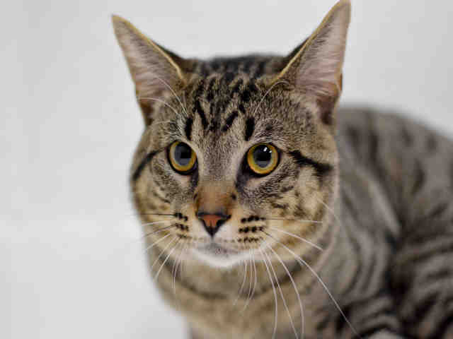 TODD (A1893170)