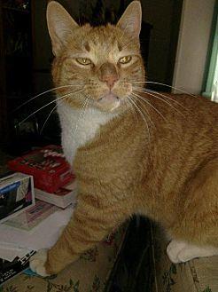 Tom-Tom (20533038)