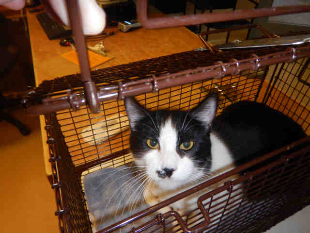 TOMMY (A1069508)