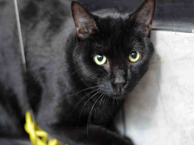 TOMMY (A1935460)