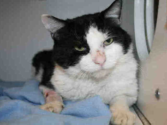 *TOMMY (A491998)