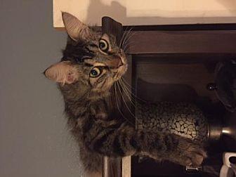 Tonks (11784987)