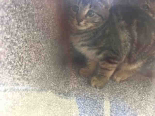 TONY (A073914)