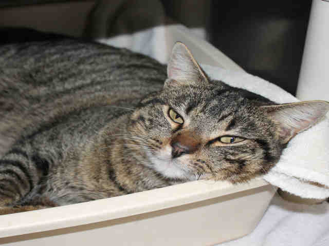 TOODLES (A074057)