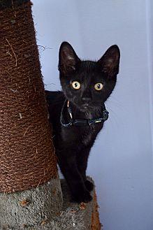 Toonces (18580064)
