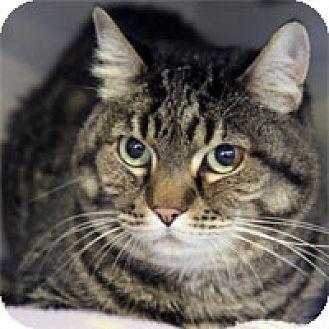 Tootsie (10370894)