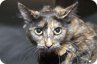 Tootsie (13251605)