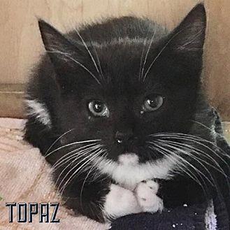 Topaz (19641283)