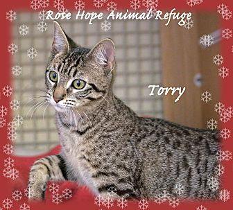 Torry (20410497)