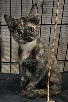 Torti (19566769)