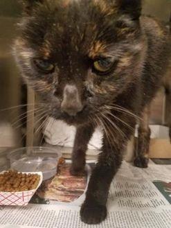 Torti (20207679)